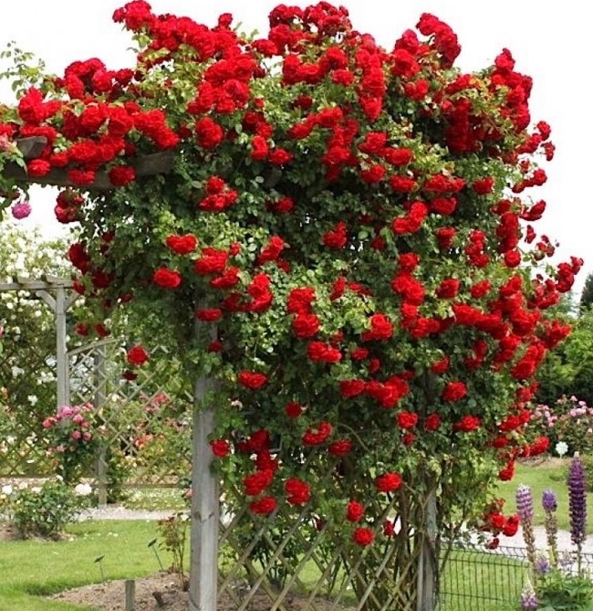 Роза плетистая Симпати (Sympathie) купить выгодно ✵ Сады-Эдема.рф –  интернет магазин растений для сада
